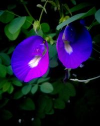 Close-up of purple flower blooming outdoors