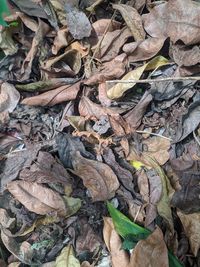 High angle view of dried leaves on field