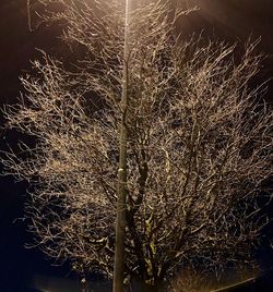 Low angle view of trees on field against sky