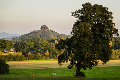 Trees on field against clear sky