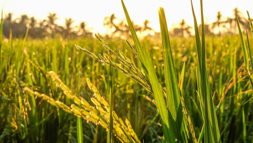 Close-up of grass growing on field