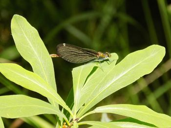 Close-up of butterfly perching on plant