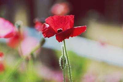 Close-up of red flowering plant