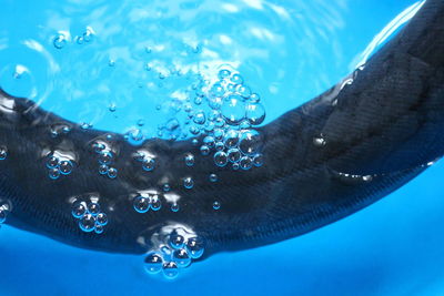 Close-up of bubbles swimming in pool