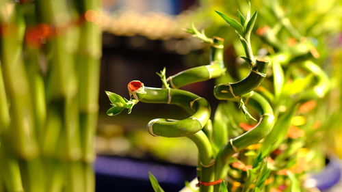 Close-up of fresh green plant