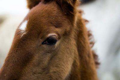 Close-up of baby brown horse's eye and head