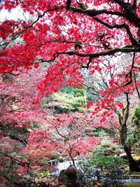 Close-up of tree against red sky