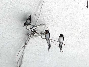 High angle view of birds on wall