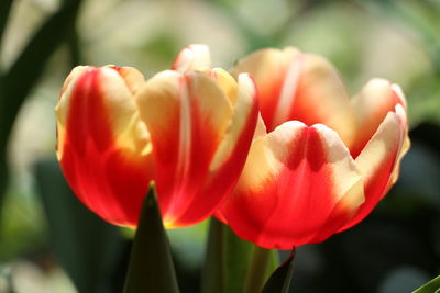 Close-up of red tulip