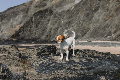 Dog standing on rock