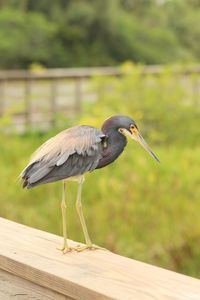 Bird perching on wood