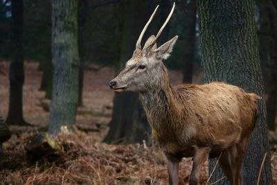 Deer standing by tree trunk in forest