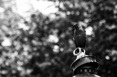 Low angle view of bird perching against tree