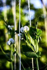 Close-up of white flowering plants