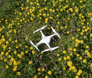 High angle view of yellow flowering plants on field