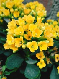 Close-up of yellow flower