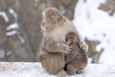 Monkey with young animal sitting on snow