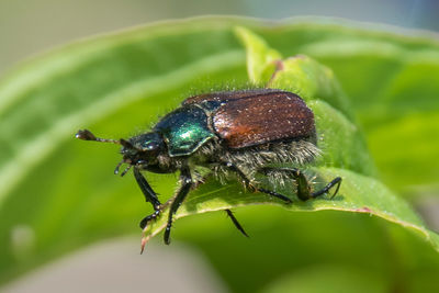 Close-up of insect on leaf