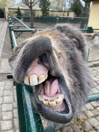 Close-up of a horse