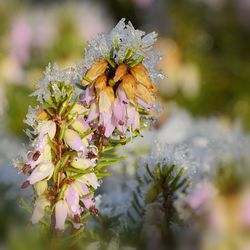 Close-up of honey bee on flower