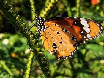 Close-up of butterfly pollinating flower