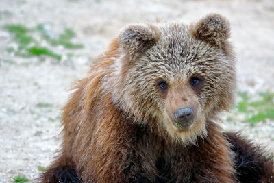 Close-up portrait of grizzly bear