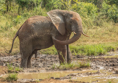 Side view of elephant in forest