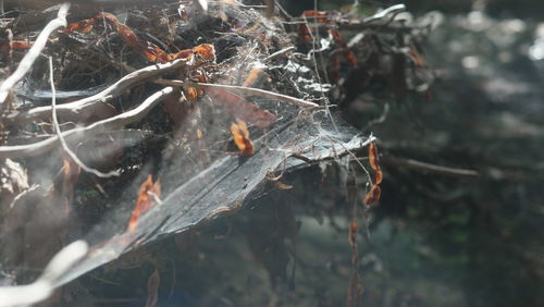 Close-up of dry leaves on web during winter