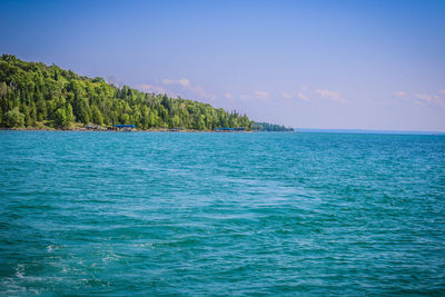 Trees by sea