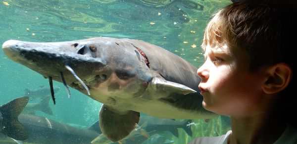 Portrait of man in fish tank at aquarium