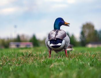 Male of mallard duck on the. close-up. portrait of bird.