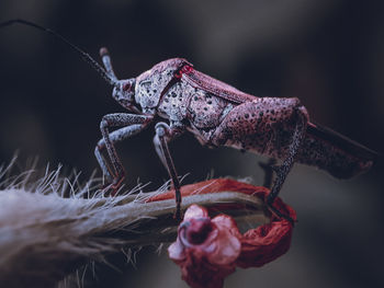 Close-up of insect on flower