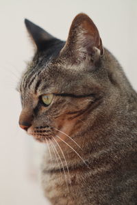 Close-up of a cat looking away