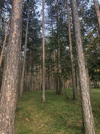 View of bamboo trees in forest