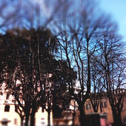 Bare trees against sky