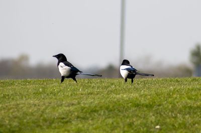 Birds perching on a field