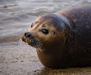 Close-up portrait of a seal