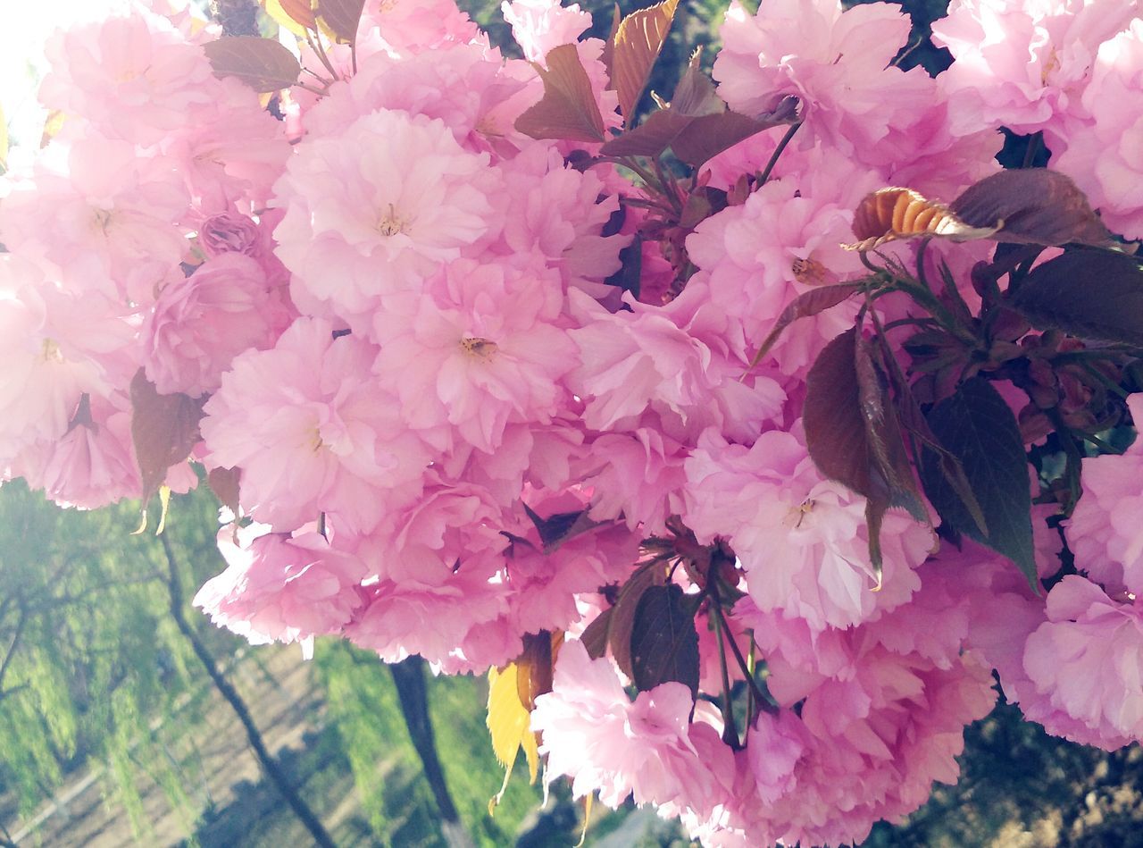 flower, freshness, pink color, fragility, petal, growth, beauty in nature, nature, flower head, blooming, pink, blossom, close-up, in bloom, branch, tree, plant, springtime, focus on foreground, outdoors