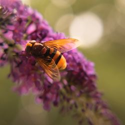 Close-up of bee pollinating on purple flower