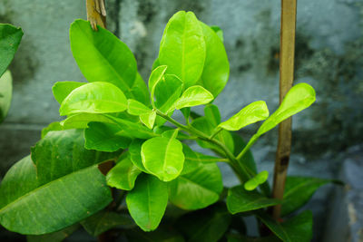 Close-up of green leaves