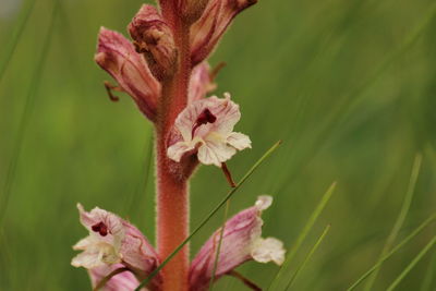 Close-up of pink flower