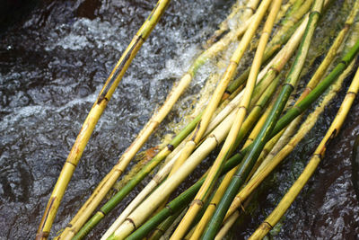 Close-up of fresh green leaves