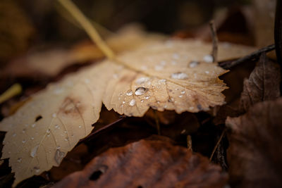 Close-up of raindrops on dry leaves