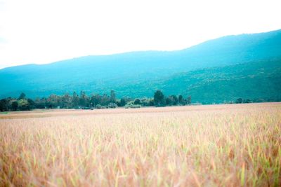 Scenic view of field against clear sky