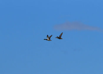 Low angle view of bird flying in sky