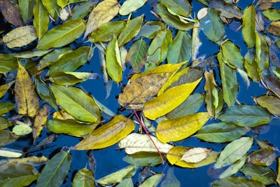 Autumn leaves and plants in the pound, water and nature background