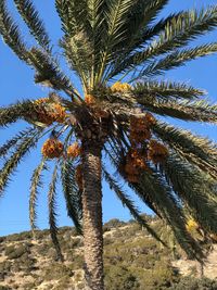 Low angle view of palm tree against clear sky