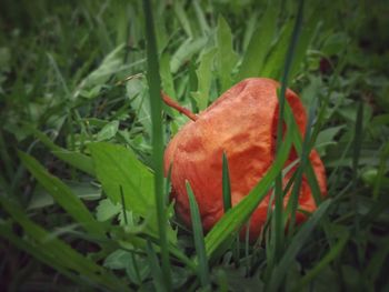 Close-up of red flower