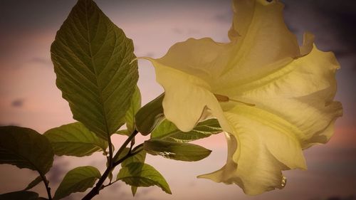 Close-up of yellow flowers