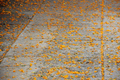 Fallen flowers on footpath during autumn